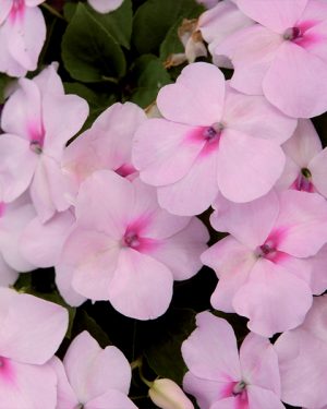 Недотрога Уоллера Balance blush pink F1 5 000 сем