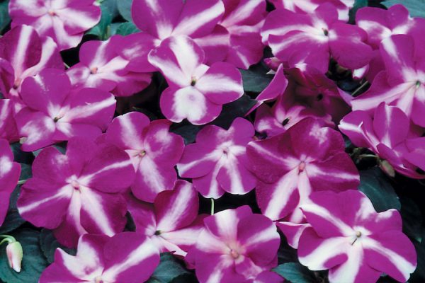 Недотрога Уоллера Balance violet star F1 5 000 сем