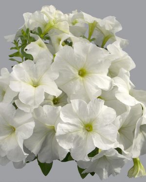 Петунья Mambo GP white F1 5 000 сем