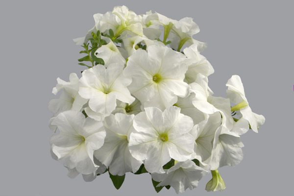 Петунья Mambo GP white F1 5 000 сем