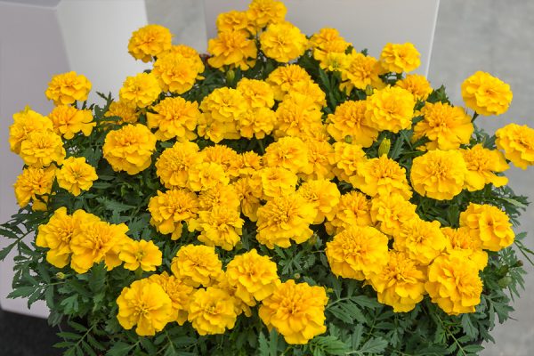 Бархатцы Chica yellow F1 5 000 сем