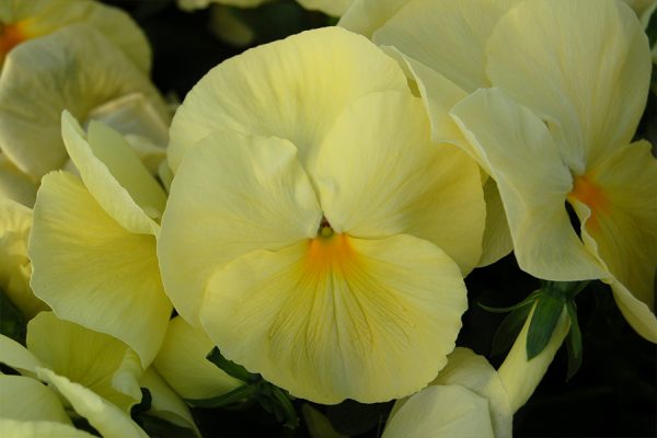 Фиалка Витрокка Cello primrose F1 5 000 сем
