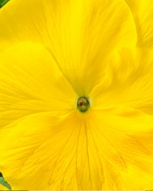 Фиалка Витрокка Trumpet pure yellow F1 5 000 сем