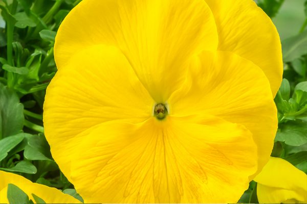 Фиалка Витрокка Trumpet pure yellow F1 5 000 сем