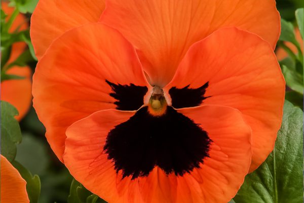 Фиалка Витрокка Cello deep orange blotched F1 5 000 сем