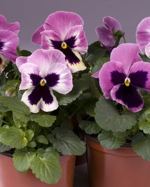 Фиалка Витрокка Cello pink shades blotched F1 5 000 сем