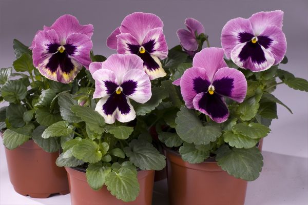 Фиалка Витрокка Cello pink shades blotched F1 5 000 сем
