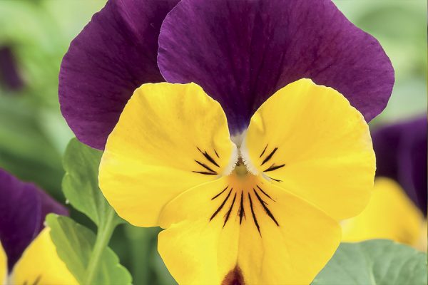 Фиалка рогатая Corina yellow purple wing F1 5 000 сем