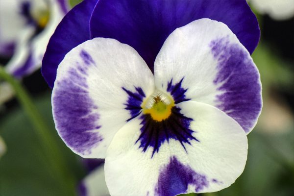 Фиалка рогатая Corina deep blue&white F1 5 000 сем