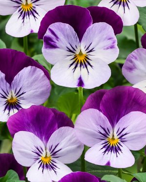 Фиалка рогатая Corina lilac purple wing F1 5 000 сем