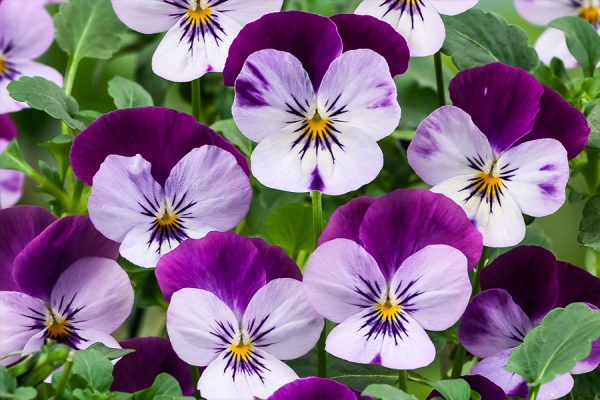 Фиалка рогатая Corina lilac purple wing F1 5 000 сем