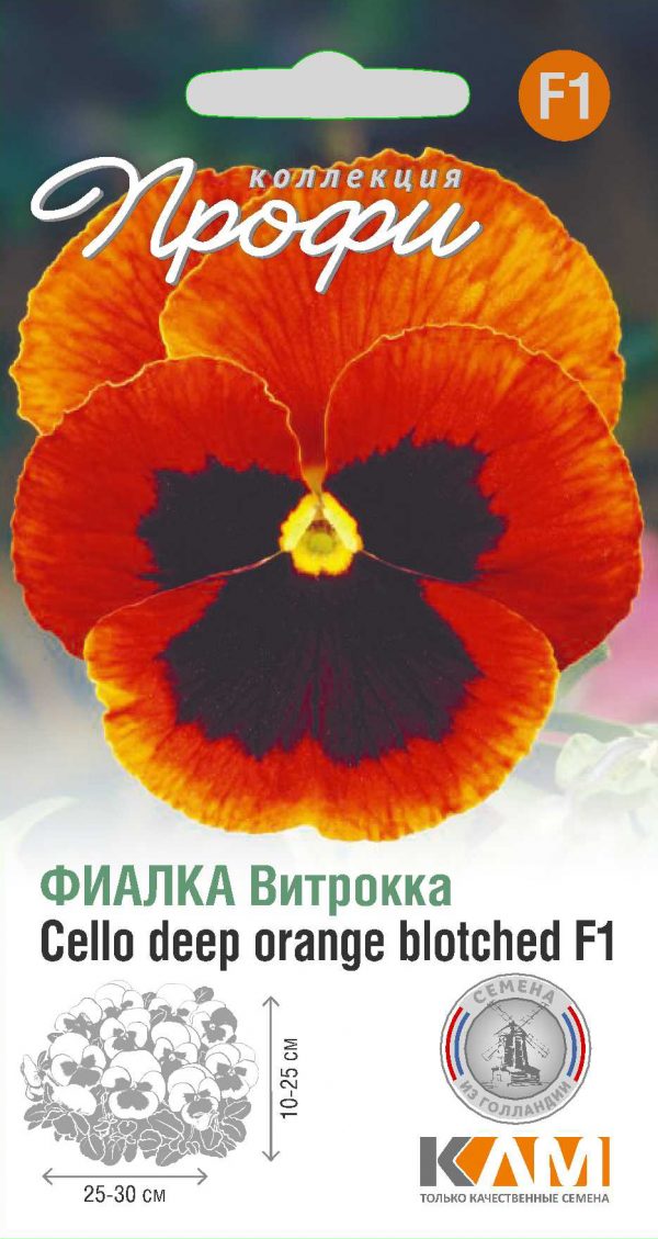 Фиалка Витрокка Cello deep orange blotched F1 10 шт (20 упаковок)
