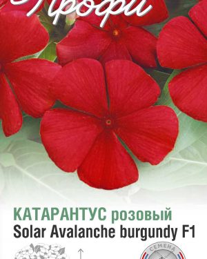 Катарантус розовый Solar Avalanche burgundy F1 10 шт (20 упаковок)