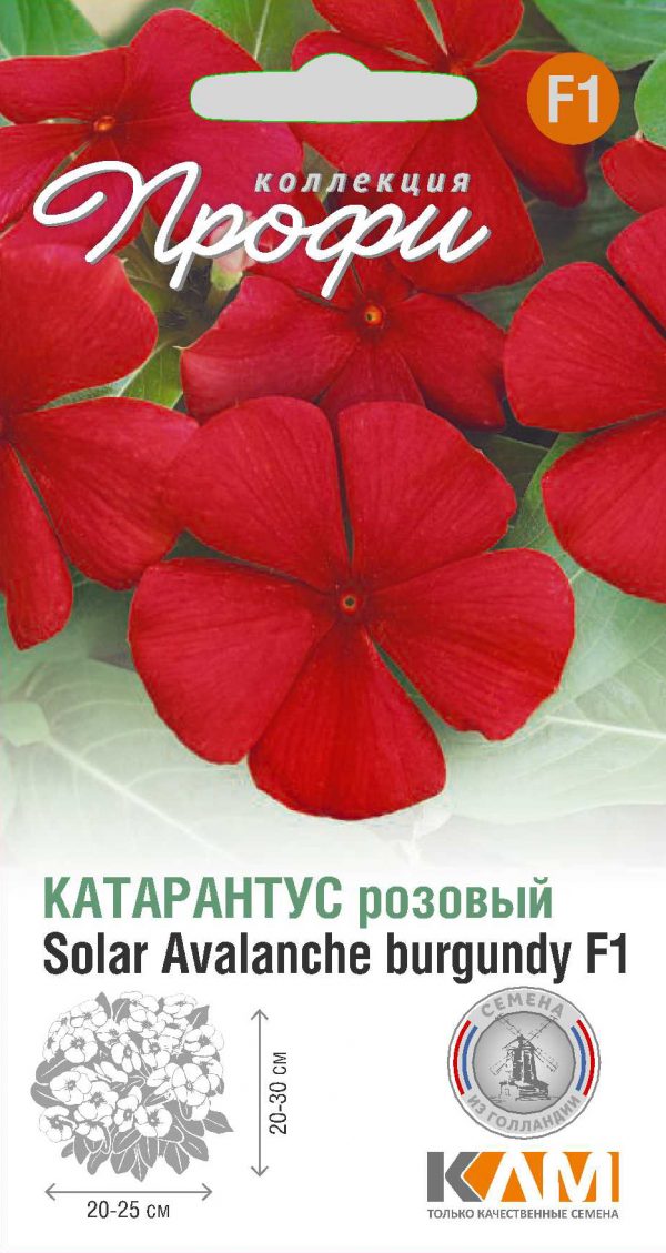 Катарантус розовый Solar Avalanche burgundy F1 10 шт (20 упаковок)