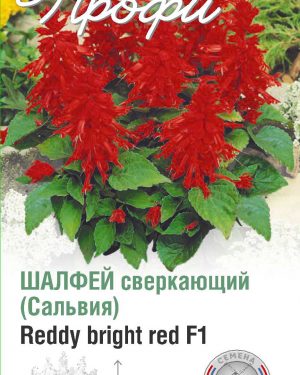 Шалфей сверкающий Reddy bright red F1 10 шт (20 упаковок)