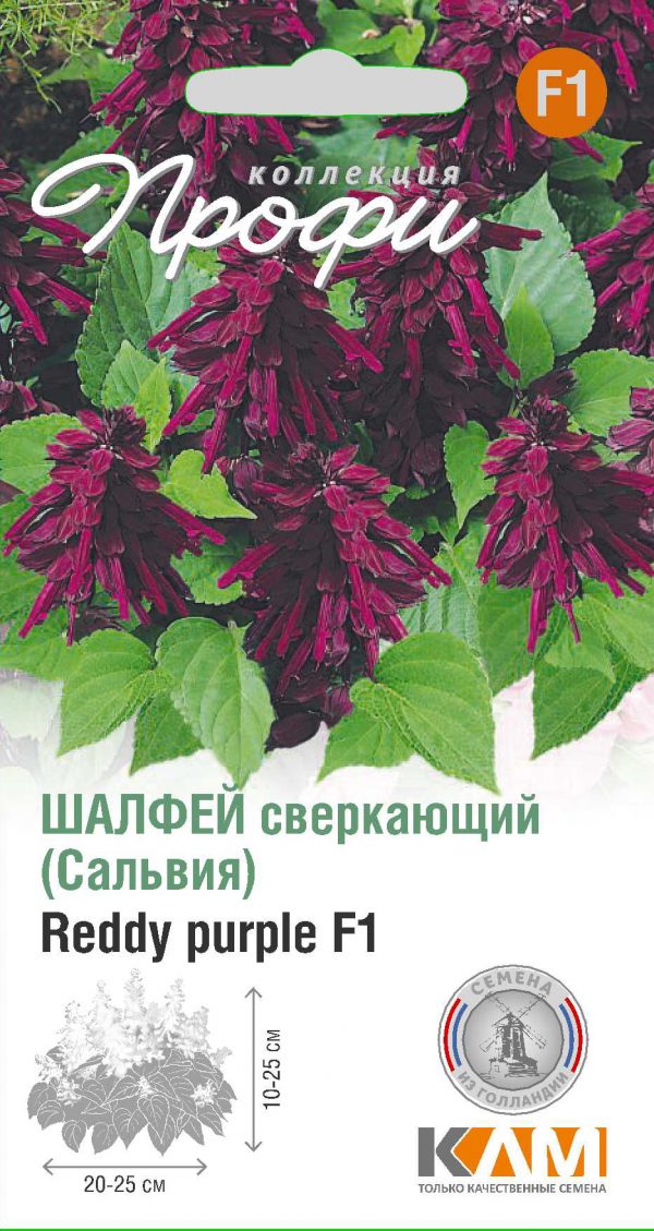 Шалфей сверкающий Reddy purple F1 10 шт (20 упаковок)