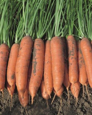 Морковь столовая Назарет F1