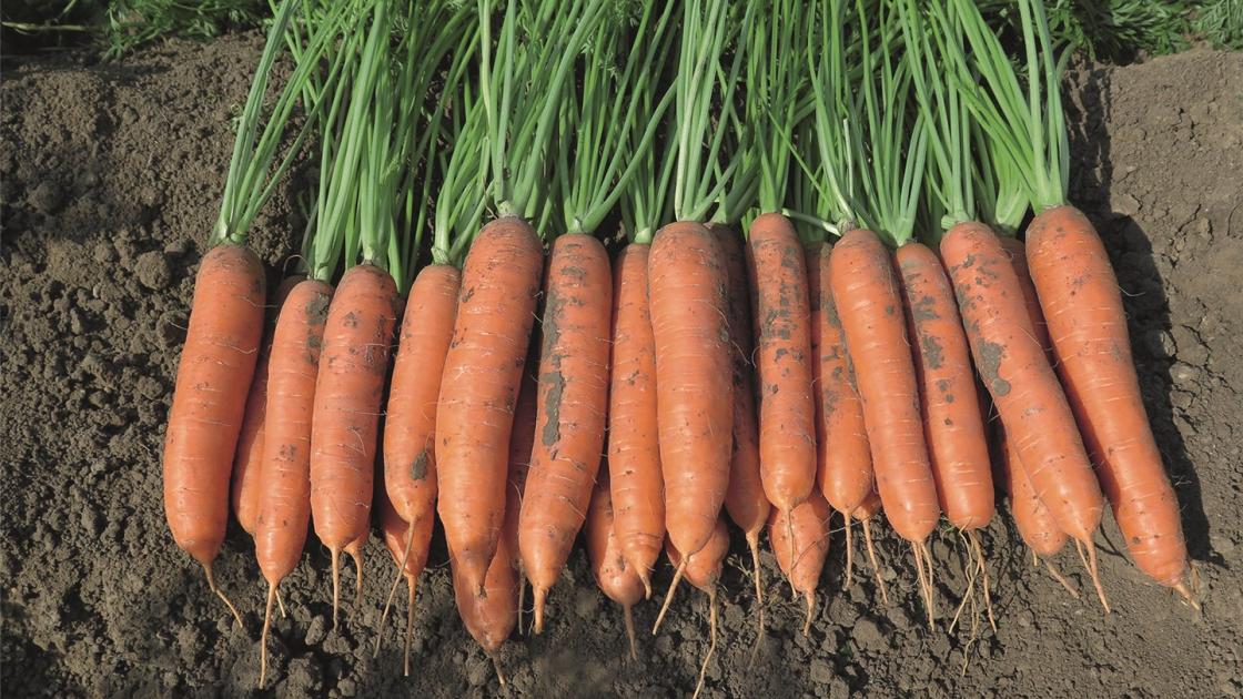 Морковь столовая Назарет F1 500 000 сем (1,8-2,0 мм)