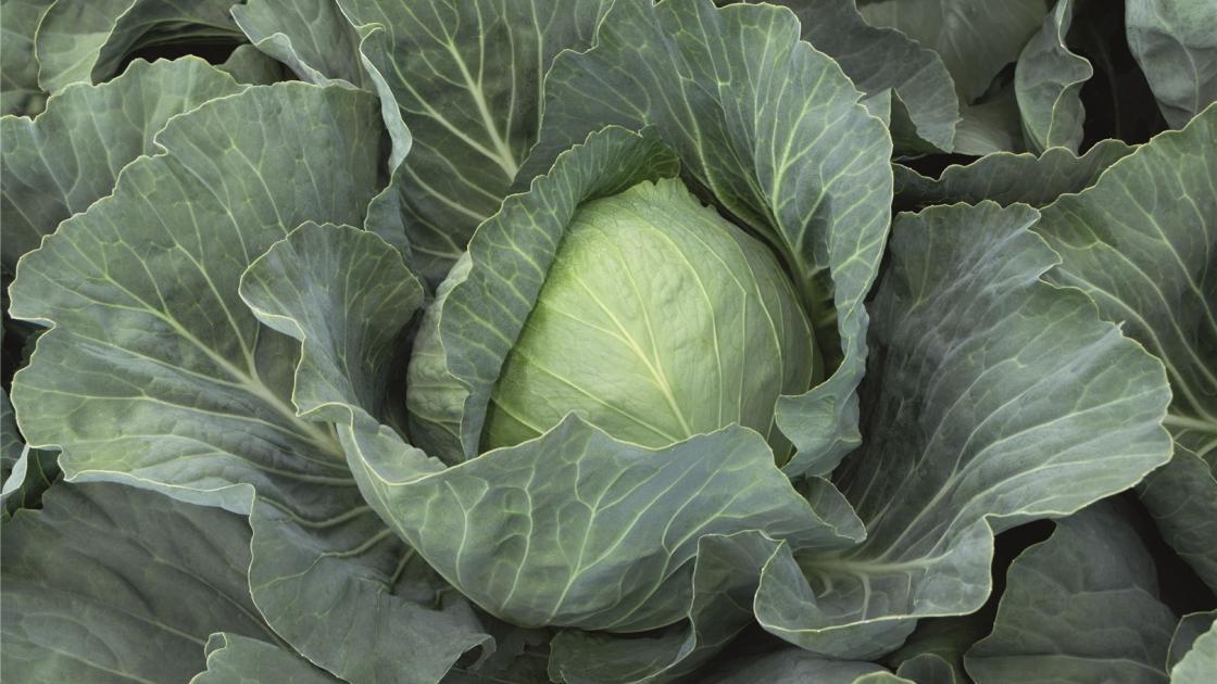 Капуста белокочанная Ботран F1 2500 сем