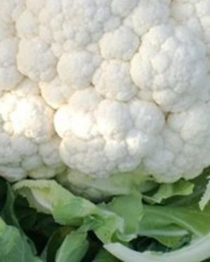 Капуста цветная Толедо F1