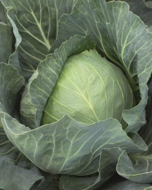 Капуста белокочанная Ботран F1